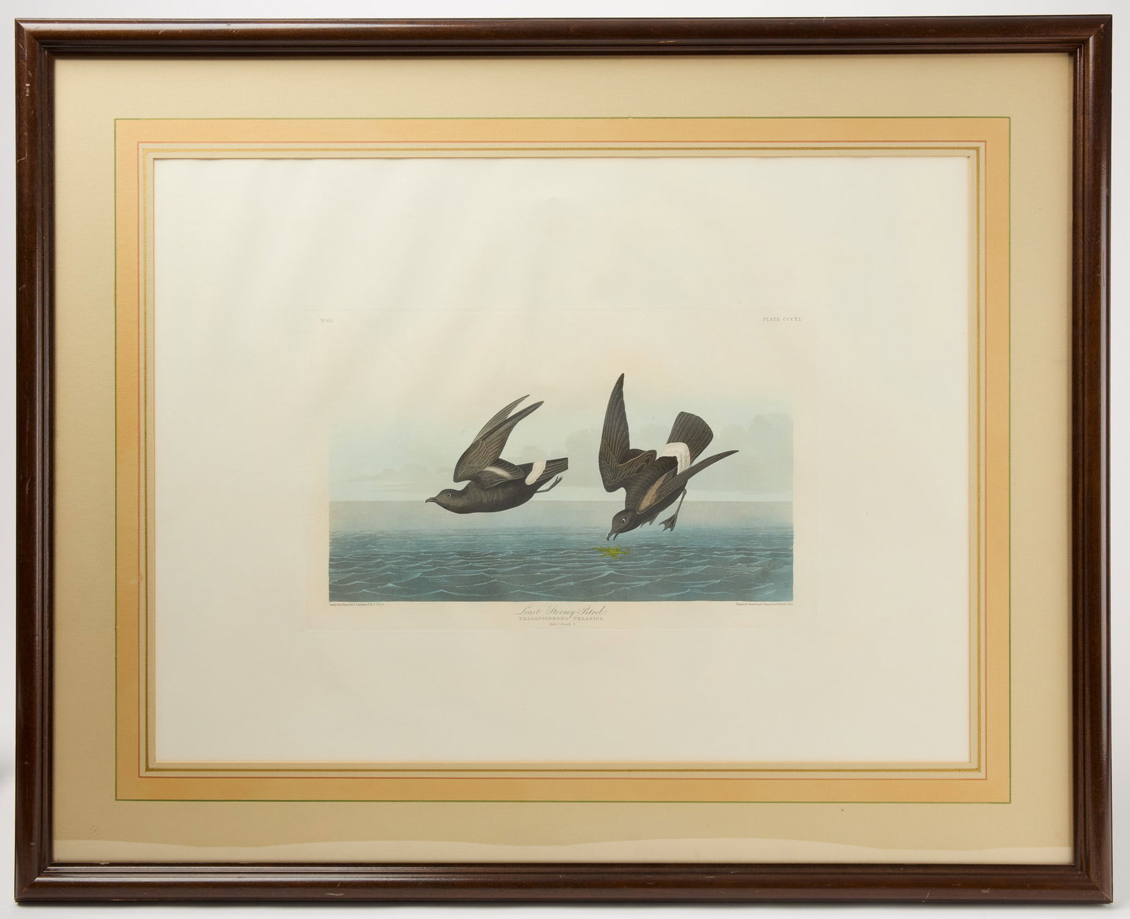 John James Audubon, Havell Edition - Least Stormy Petrel: John James Audubon, Havell Edition. Least Stormy Petrel. Engraved paper. 19th century. Frame: H 33-1/2" W 41-1/2" Sight: H 22-3/4" W 30-3/4" Condition: Excellent with min