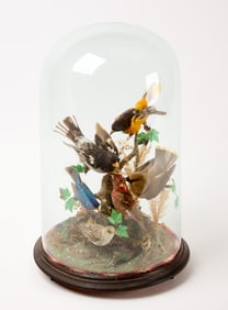 Taxidermy Bird Dome Display