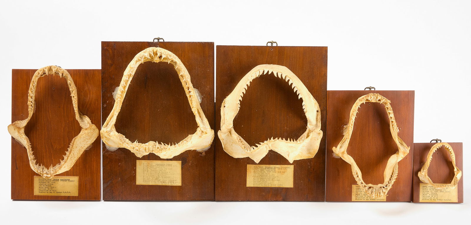Five Shark Jaw Bones (1 of 4)
