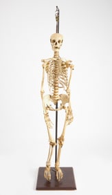Articulated Full Human Medical Skeleton