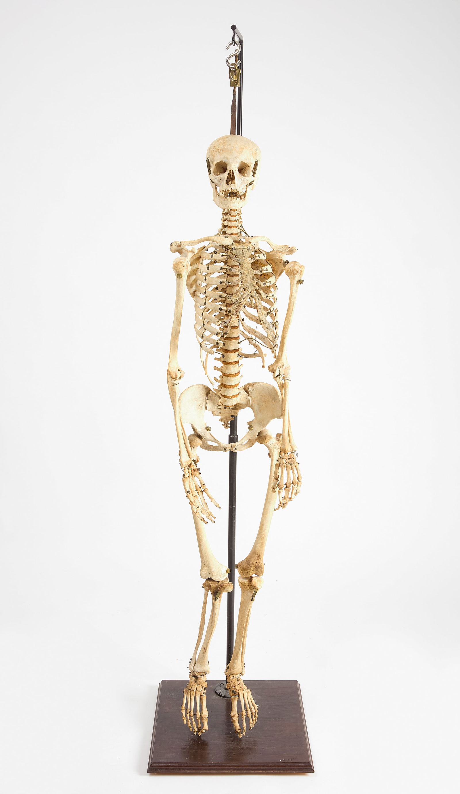 Articulated Full Human Medical Skeleton (1 of 7)