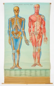 Anatomy Wall Chart - Skeleton and Musculature