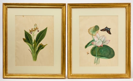 Pair of Botanical Studies