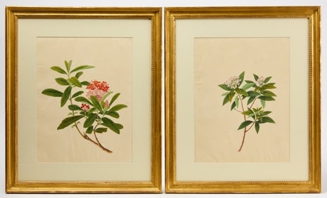 Pair of Botanical Studies