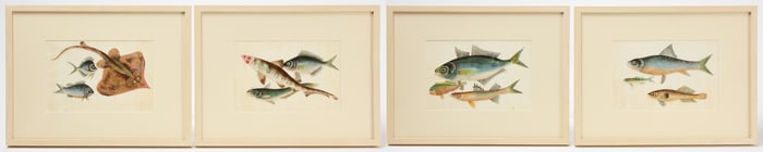 Youqua (fl. 1840-1870)- Four China Trade Paintings of Fish