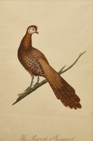 The Peacock Pheasant