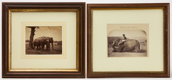 Two Photographs of Elephants in a Landscape