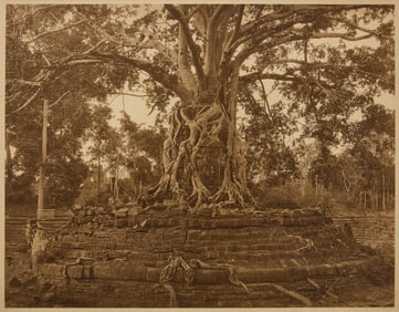 Photograph of a Historic Tree