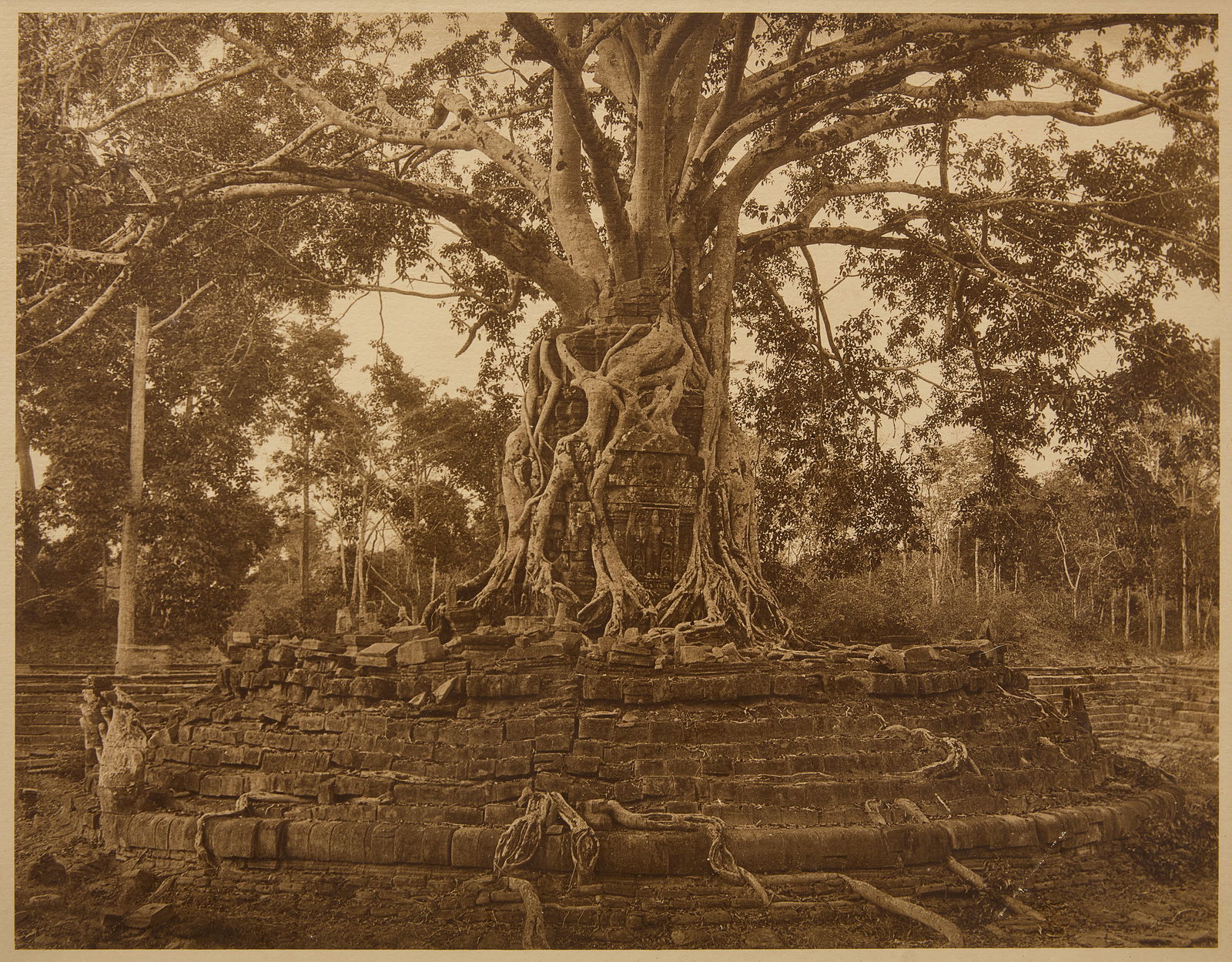 Photograph of a Historic Tree (1 of 2)