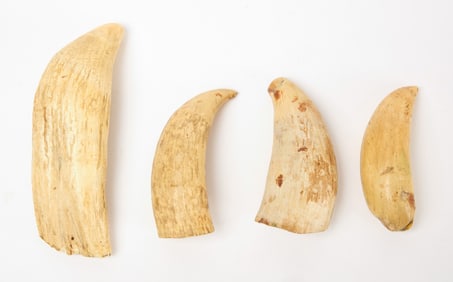 Group of Whale's Teeth