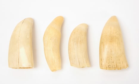 Group of Whale's Teeth
