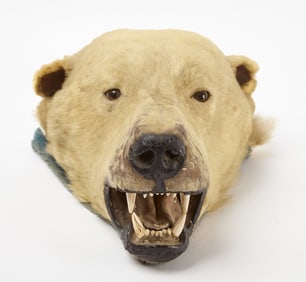 Taxidermy Polar Bear Head