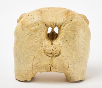 Walrus Skull