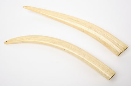 Pair of Walrus Tusks