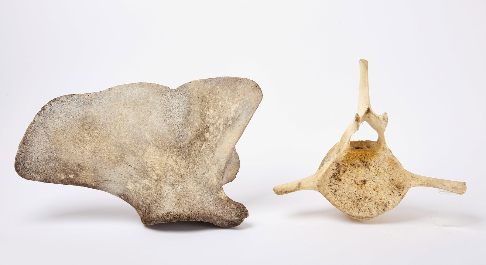 Whale Vertebrae and Shoulder Bone: Two pieces of whale bone. One nice intact vertebrae, together with a shoulder plate bone. Vertebrae: H 17 in. W 18 in D 4-1/2 in. Shoulder: H 17-1/2 in. W 24 in. Condition: Clear signs of age. Link to