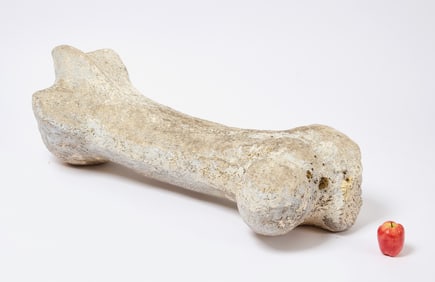 Oversized Faux Dinosaur Bone