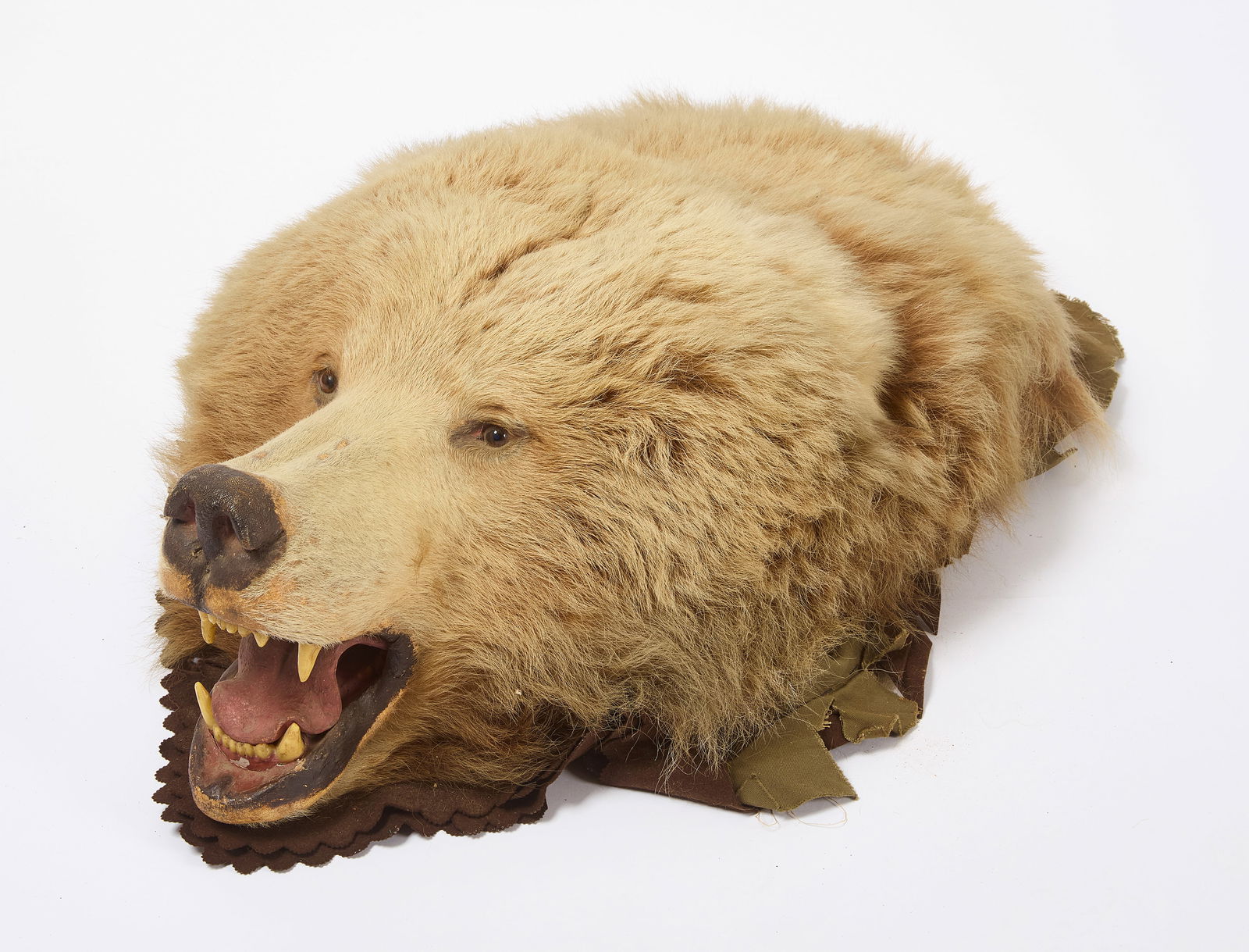 Taxidermy Kodiak Bear Head (1 of 5)