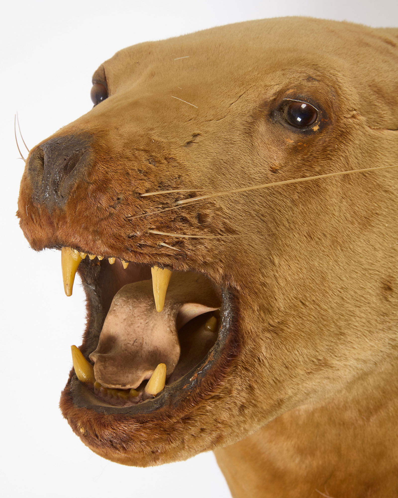 Taxidermy Sea Lion Shoulder Mount (1 of 5)