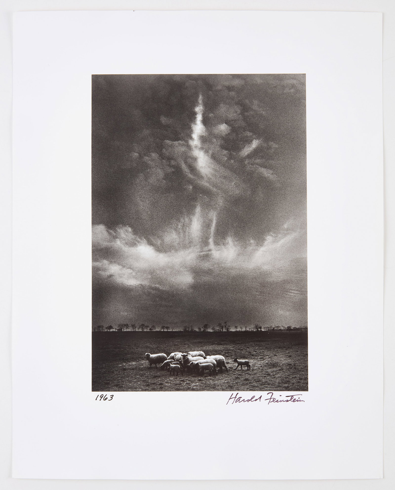 Harold Feinstein - Sheep Under Clouds, 1963 (1 of 3)