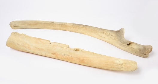 Two Whale Bones