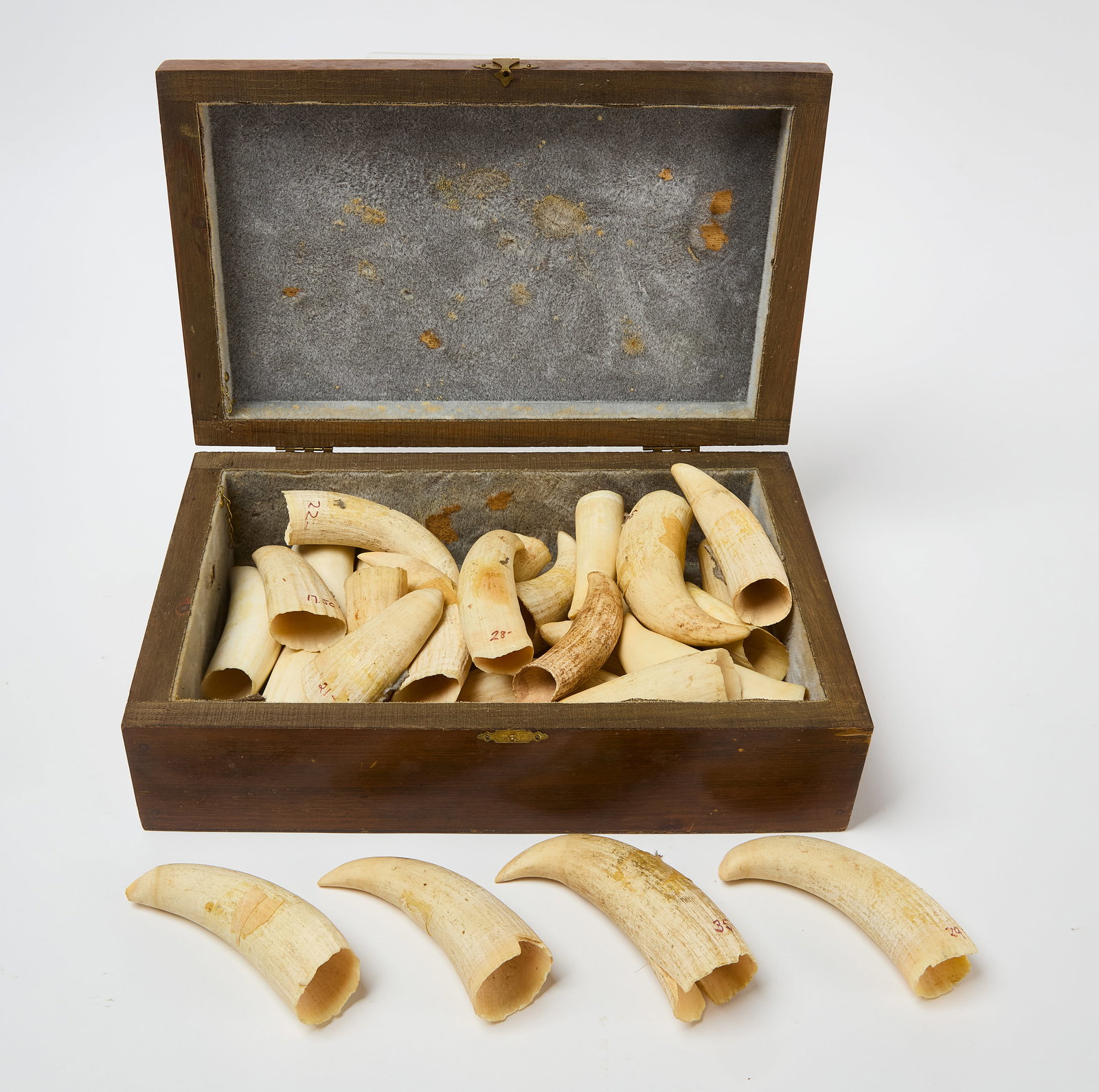Collection of Twenty-Eight Whale Teeth: Collection of 28 whale teeth. Nautical carved wood box included. American, circa 1900- mid 20th century. (Average): L 4-3/4 in. Condition: Some pieces with chips and minor losses. Link to high-res ima