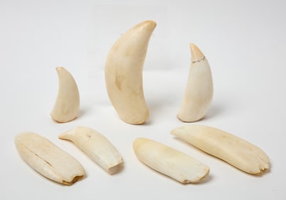 Seven Sperm Whale Teeth
