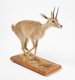 Full Mount Taxidermy Grey Rhebok
