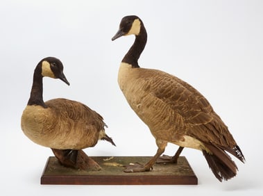 Two Taxidermy Geese