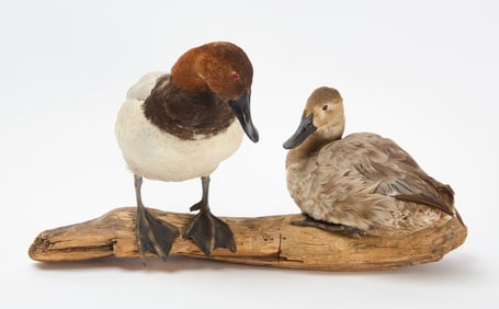 Two Taxidermy Ducks