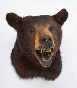 Taxidermy Black Bear Head