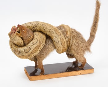 Mongoose and Snake Taxidermy