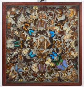 Museum Display of Exotic Butterflies