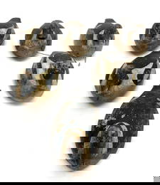 Rig of Six Goldeneye Decoys