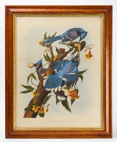 Audubon Print - Blue Jay