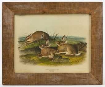 Audubon Print of Wood Hares