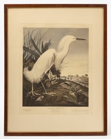 Audubon Print of a White Egret