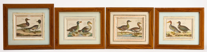 R. Bénard – Histoire Naturelle, Ornithologie