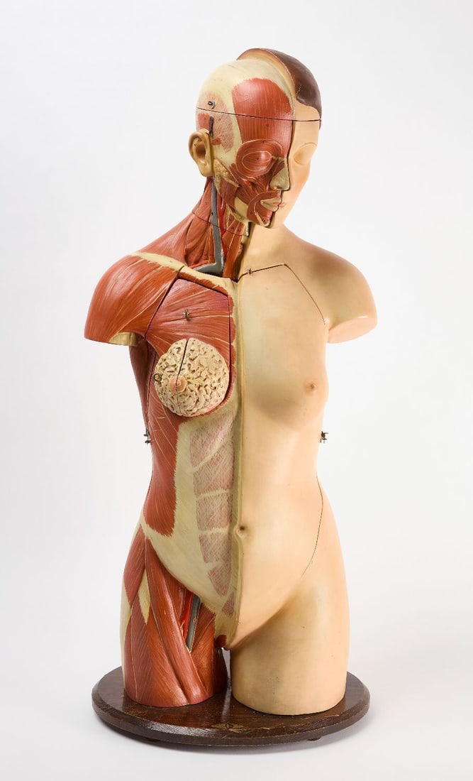 Meusel Female Anatomical Model: Louis H. Meusel, detailed female anatomical model. Model is made from paper mâché, wood, plaster and mounted on a wooden base. 22 detachable body parts. Rare model, hand-made and