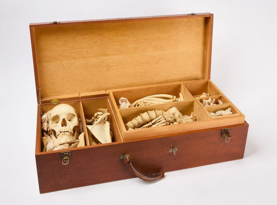 Clay Adams Human Skeleton with Case (1 of 9)
