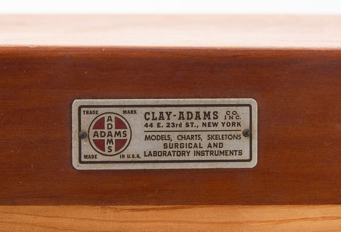 Clay Adams Human Skeleton with Case - 2