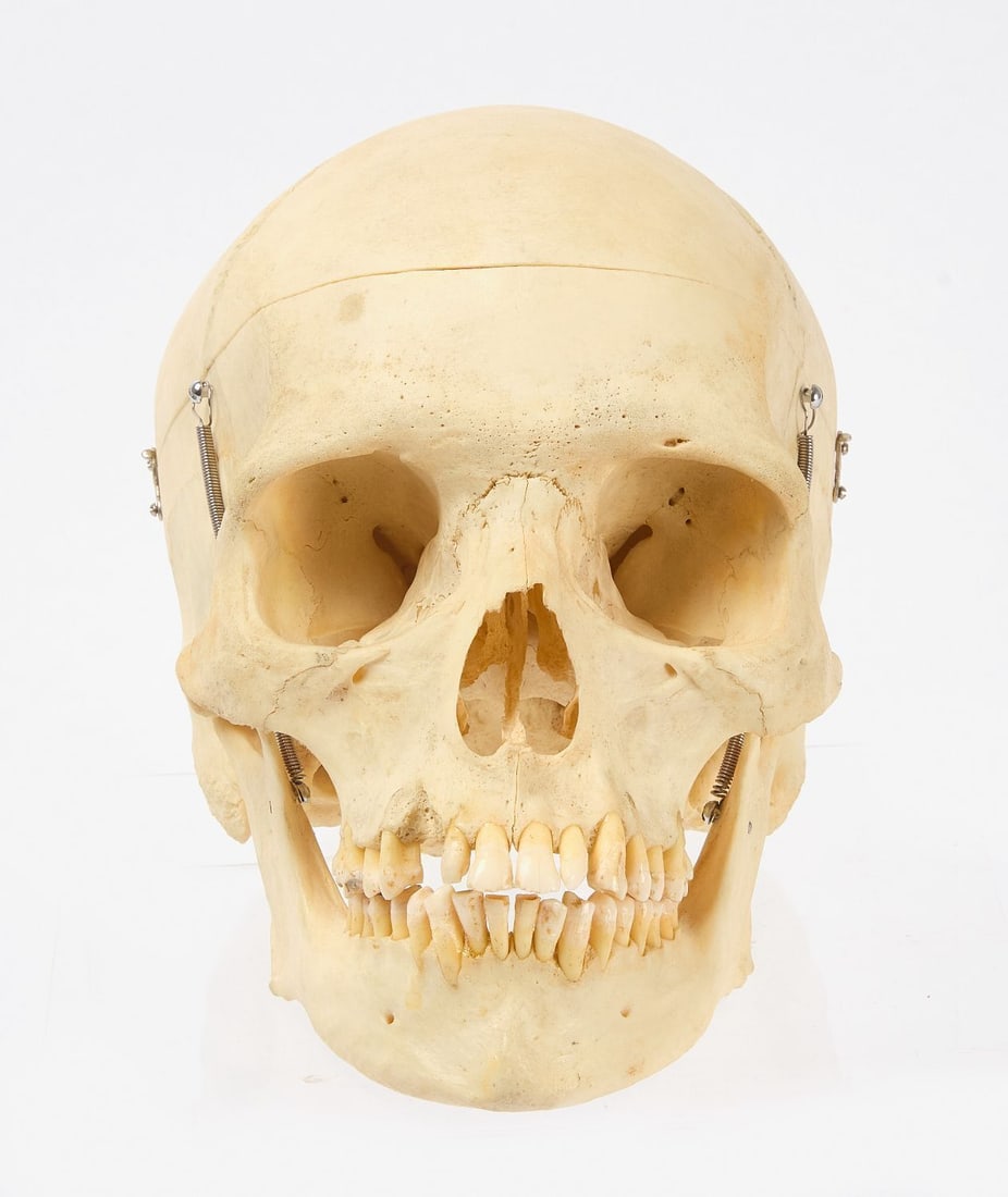 Clay Adams Human Skeleton with Case - 3