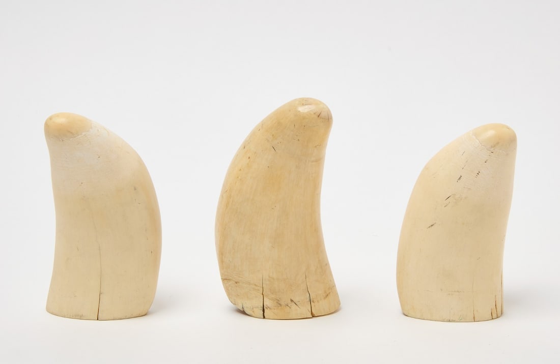 Group of Three Whale Teeth: Group of three whale teeth. Likely 19th century.L 5-1/2 in., L 5-3/4 in., and L 6-1/8 in.