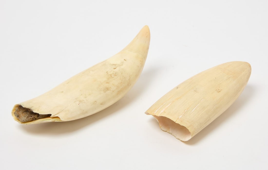 Two Whale Teeth - 2