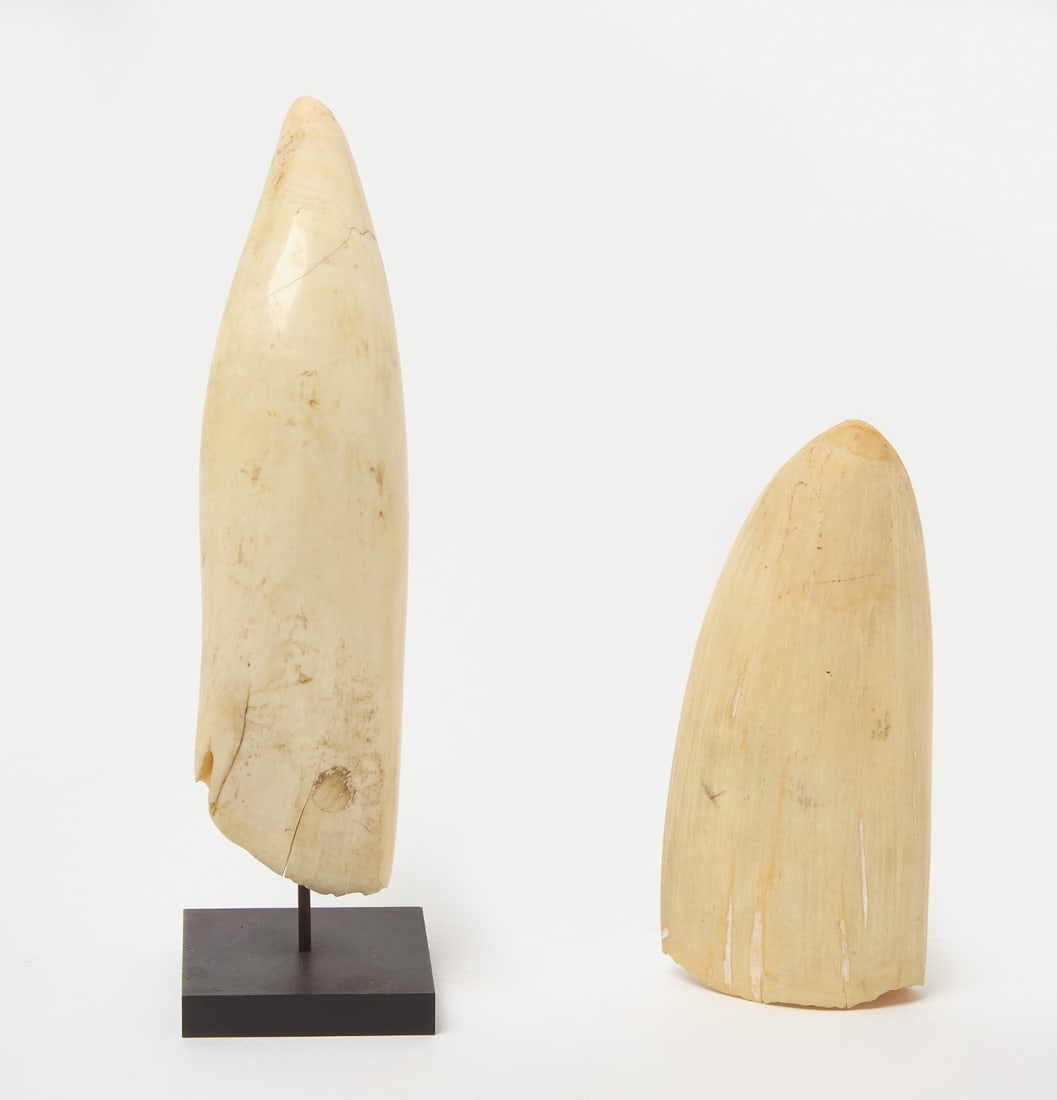 Two Whale Teeth - 4