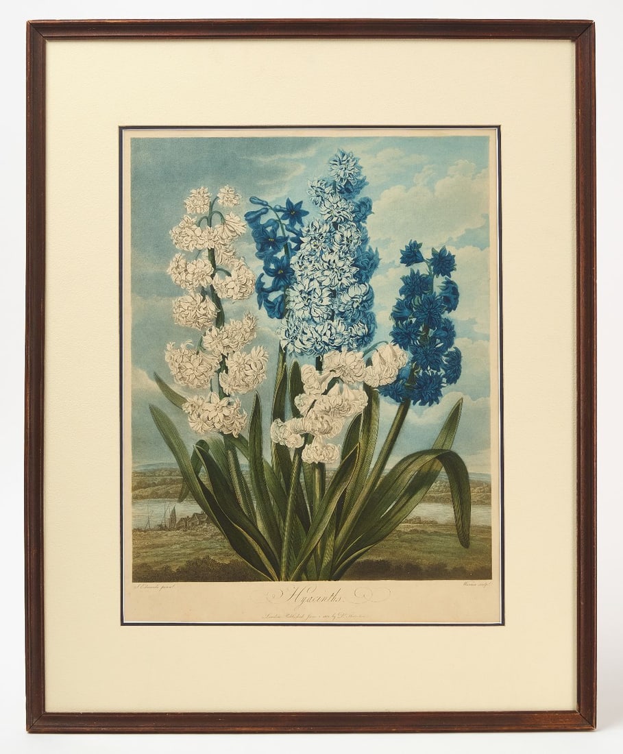 Dr. Robert John Thornton - Temple of Flora, Hyacinths: Dr. Robert John Thornton (1768-1837), Hyacinths (Hyacinthus orientalis) (Pl. 6 from Dr. Robert John Thornton, "The Temple of Flora", London, (1799–1807). Mixed method engraving with
