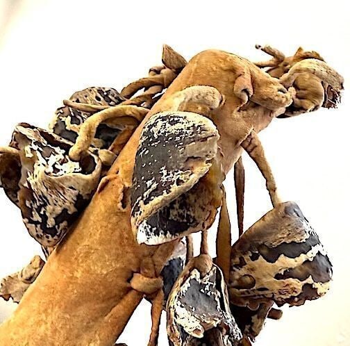 Plains Native Claw Rattle - 3