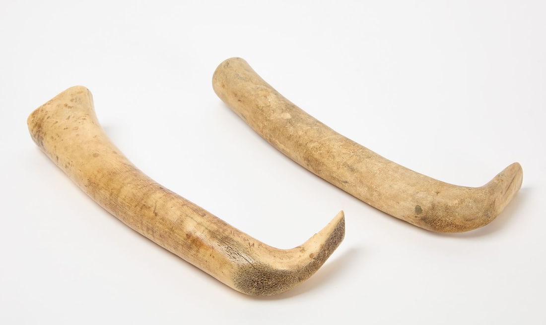 Two Carved Bone Hide Scrapers - 2