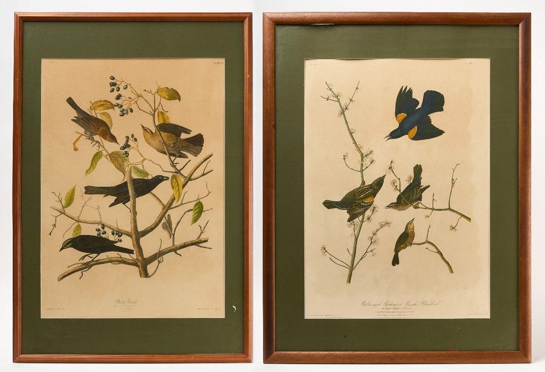 Two Audubon Chromolithographs by J. Bien: Two Audubon chromolithographs by J. Bien. Plate 216 - Redwinged Starling or Marsh Blackbird, and Plate 222 - Rusty Grackle. Frame: H 43 in. W 32-1/4 in. Mat Opening: H 34-1/4 in. W 22-1/2 in.&nb
