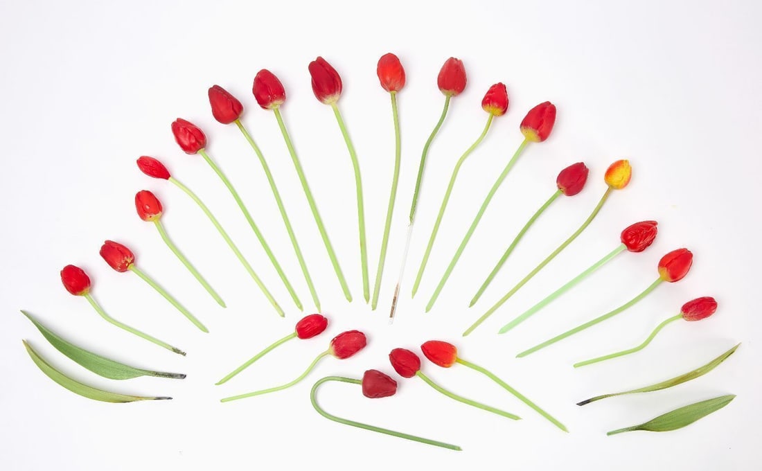 Group of German Blown Glass Tulips: Group of 22 German, blown-glass tulips. In this lot there are mix of poppy-red, poppy-red with yellow, and deeper (cool-toned) tulips, and a single yellow bud, all with green stems. Marked