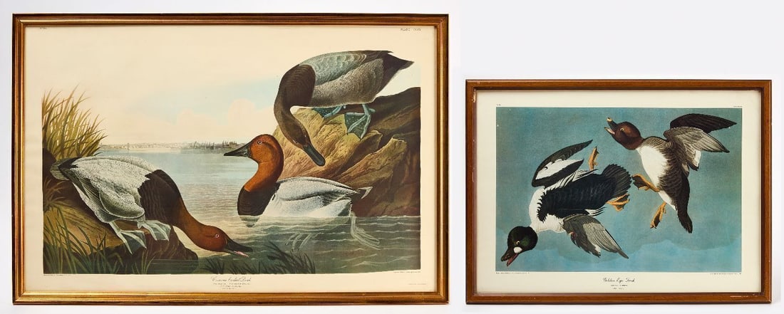 Two Audubon Prints, No. 61 and No. 69 (1 of 1)